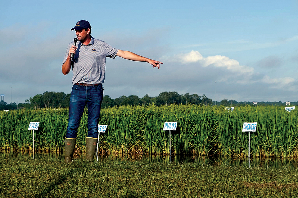 Growers' interests prompt advance of conventional rice varieties